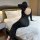 Sexy black sheer long-sleeve dress with backless design, perfect vacation cover-up.