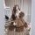 A woman poses in a charming lolita dress featuring long sleeves, ruffles, and lace details, perfect for parties or performanc...