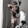 Transparent lace bodysuit featuring open-crotch design, seductive sheer mesh one-piece with matching thigh-high stockings and...