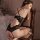 Woman wearing black lace bodysuit with open crotch design, kneeling on ornate chair in elegant bedroom setting.