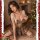 Mannyan christmas sexy u-neck plaid jk skirt with deer print - festive holiday costume skirt, perfect for holiday celebration...