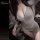 Woman wearing night lady lingerie set — a form-fitting, open-crotch yoga-style uniform with removable pads and deep v-neck.