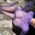 Purple lacy sheer bodysuit with high neck and backless design, featuring intricate snake-skin pattern for a sensual look.