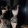 Woman in plus size purple lace lingerie sleep dress, sheer and sexy, designed for small busts, perfect for no-undress bedroom...