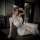 Sexy nurse costume lingerie set featuring a white dress with red accents, perfect for plus-size women seeking flirty sleepwea...