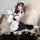 Woman wearing qingruohan pure & seductive maid costume lingerie set with white apron, black dress, and headpiece, posing play...