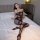 Woman modeling qingyege sheer lace bodysuit with open-crotch stockings, a seductive all-in-one lingerie set on a bed.