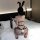 Woman in black rabbit girl lingerie set with bunny ears, fishnet bodysuit, and tail, holding a whip on a bed.