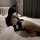 Sexy Bunny Girl Costume Set - Seductive Lingerie Bodysuit with Bow & Backless Design, Pure-Yet-Alluring Outfit - Product Image