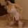 Woman wearing sexy lace transparent sleepwear set with babydoll bodysuit and short skirt, paired with fishnet stockings.