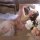 Elegant pink hanfu-inspired sleepwear featuring an open-crotch design, perfect for intimate moments with delicate floral acce...