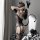 Transparent lace bodysuit featuring open-crotch design, seductive sheer mesh one-piece with matching thigh-high stockings and...