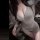 Womens seamless slim-fit bodysuit in gray, featuring a deep v-neck and lace detailing, perfect for yoga or date nights.
