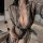 Woman wearing black sheer mesh lace sleepwear set with deep v-neck, ribbon tie waist, and short skirt—sexy plus size transpar...