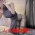 Womens high-waist split cheongsam lingerie set, reversible design, perfect for seductive bedroom outfits.