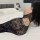 Yiyue sexy lace slip dress - sheer mesh nightgown, provocative lingerie for small bust, club & bedroom wear